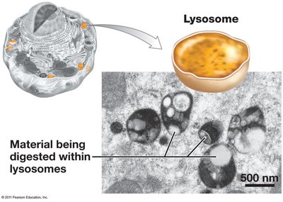 Structure of lysosomes