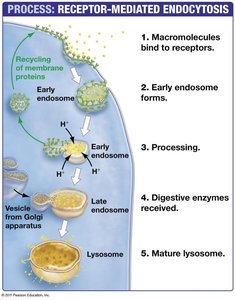 Process of receptor-mediated endocytosis