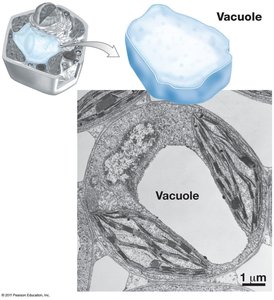 Structure of vacuole