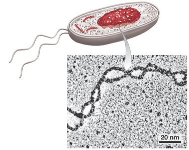 Supercoiled DNA in a bacterial cell