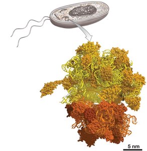 Structure of a bacterial ribosome