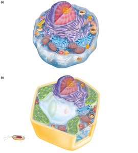 Generalized animal and plant cell diagrams