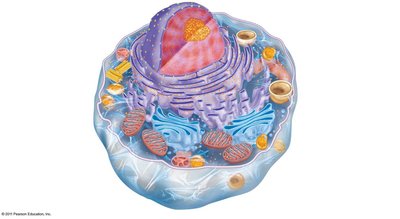Generalized animal cell with labeled organelles