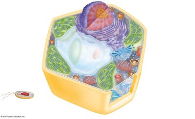 Generalized plant cell with labeled organelles