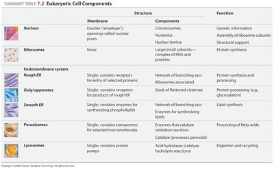Table of eukaryotic cell components