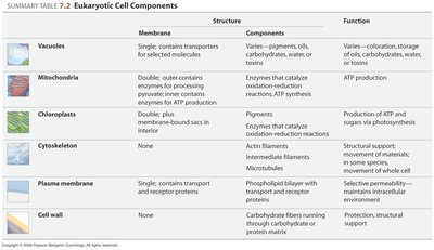 Table of eukaryotic cell components (continued)