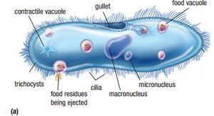 Diagram of a paramecium, a ciliated protist, showing contractile vacuole, gullet, food vacuole, trichocysts, cilia, micronucleus, and macronucleus.