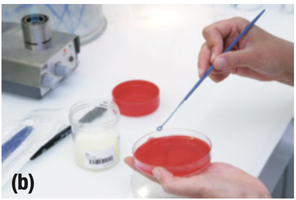 Agar plate used for growing bacteria, showing industrial use of protists.