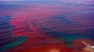 Red tide caused by algal bloom, showing dangerous effects of protists.