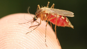 Mosquito, vector for malaria caused by Plasmodium, a protist.