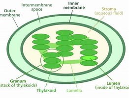 Diagram showing the endosymbiotic origin of mitochondria and chloroplasts.