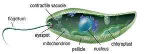 Diagram of a euglenoid protist, showing flagellum, eyespot, contractile vacuole, mitochondrion, pellicle, nucleus, and chloroplast.