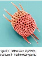 Diatoms are important producers in marine ecosystems.