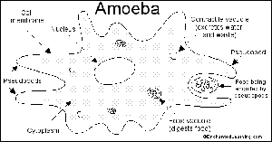 Diagram of an amoeba, showing cell membrane, pseudopods, contractile vacuole, cytoplasm, and food vacuole.