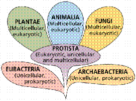 Diagram of the six kingdoms of life, showing Protista as eukaryotic, unicellular and multicellular.