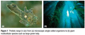 Protists range in size from microscopic single-celled organisms to giant multicellular species such as large green kelp.