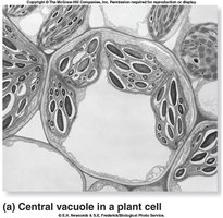 Central vacuole in a plant cell