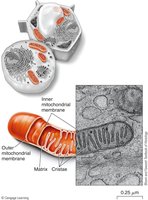 Mitochondria in cell TEM
