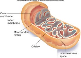 Mitochondrial structure