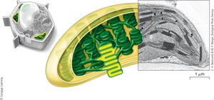 Chloroplast structure and TEM