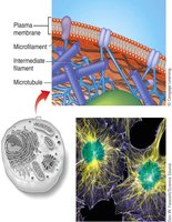 Cytoskeleton structure