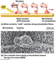 Motor proteins moving vesicles along microtubules