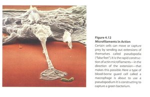 Actin polymerization and cell movement