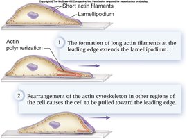 Intermediate filaments in cells