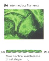 Intermediate filaments structure