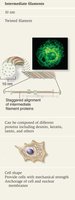 Intermediate filaments in cells