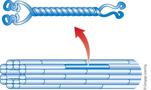 Protofilament and intermediate filament structure