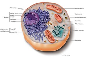 Eukaryotic cell diagram with labeled organelles