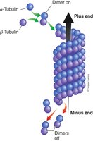 Microtubule polymerization