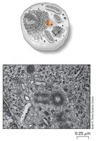 Centrioles and microtubule organization