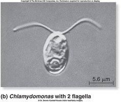 Chlamydomonas with two flagella