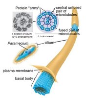 Cilia and flagella cross-section