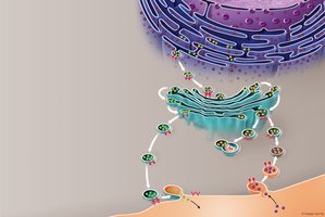 Endomembrane system diagram