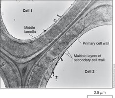 Plant cell wall structure