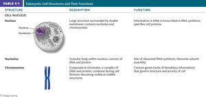 Eukaryotic cell structures and functions table