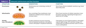 Eukaryotic cell structures and functions table