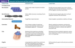 Eukaryotic cell structures and functions table