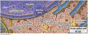 Organization of the cell and coordination of activities