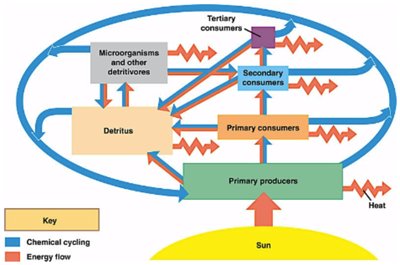Diagram of energy flow and chemical cycling in an ecosystem