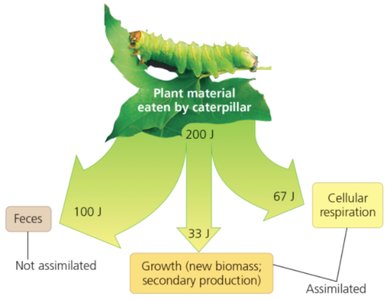 Diagram showing energy partitioning in a caterpillar