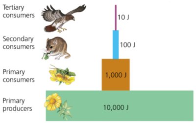 Energy pyramid showing energy transfer between trophic levels