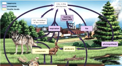 Diagram of the carbon cycle in an ecosystem