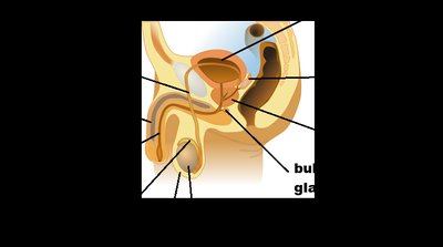 Side view of male reproductive structures