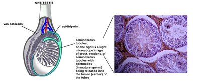 Internal view of a testis and seminiferous tubules