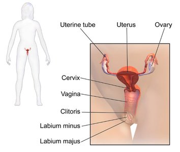 Front view of female reproductive structures