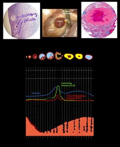 Human menstrual cycle